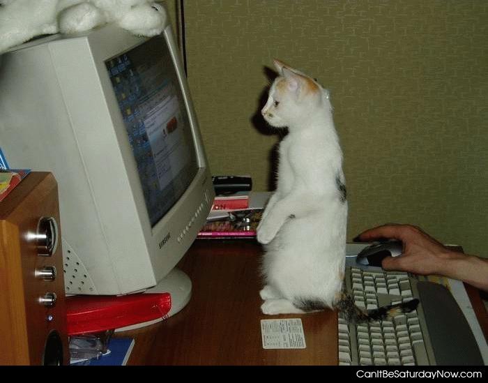 Internet cat - this cat likes the internet
